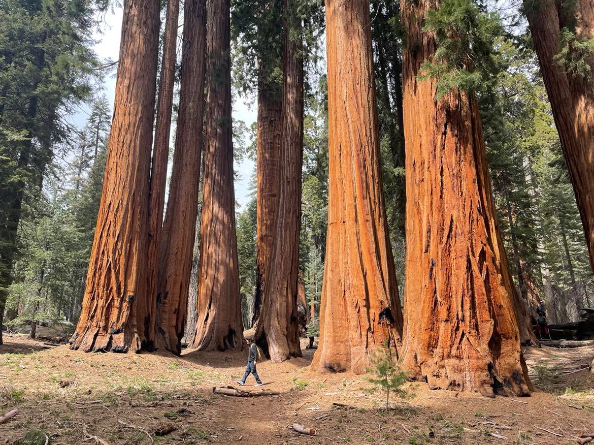 Giant sequoia trees in Sequoia National Park