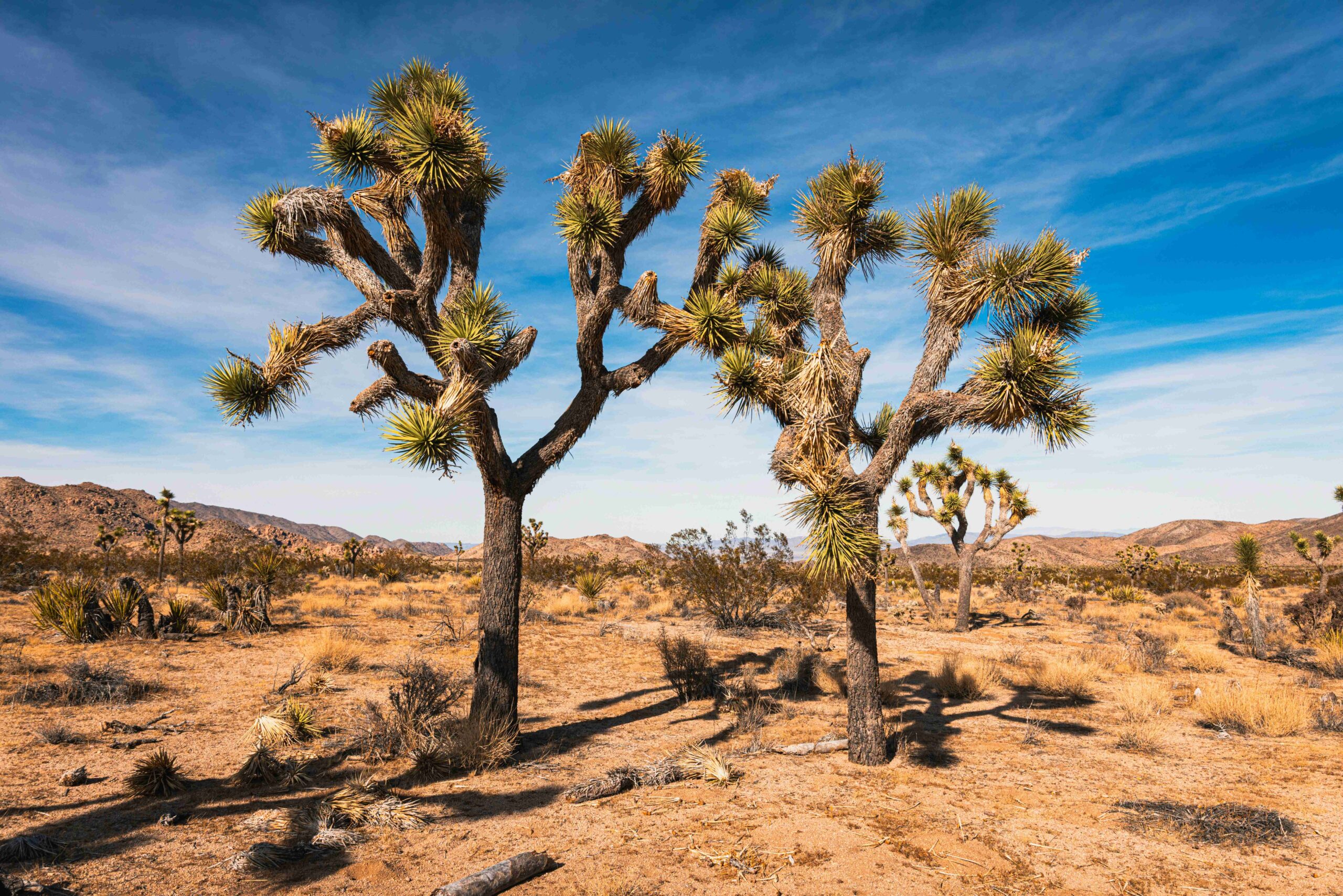 Joshua Tree National Park bright day with blue sky